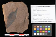 Foto (Objekt + Etikett) von Quercus palaeoilex Ettingshausen (NHMW-GEO-2024-0188-0874)